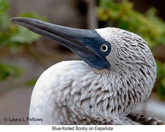 Blue-footed Booby - © James F Wittenberger and Exotic Birding LLC