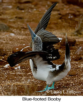 Blue-footed Booby - © Laura L Fellows and Exotic Birding Tours