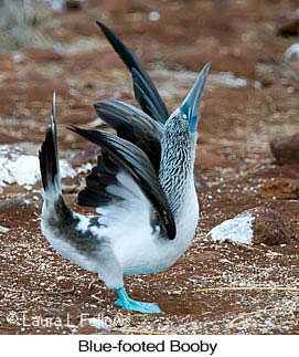 Blue-footed Booby - © Laura L Fellows and Exotic Birding LLC Blue-footed Booby - © Laura L Fellows and Exotic Birding LLC