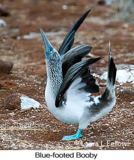 Blue-footed Booby - © Laura L Fellows and Exotic Birding LLC