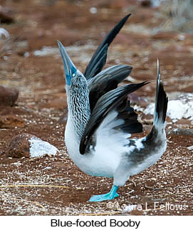 Blue-footed Booby - © Laura L Fellows and Exotic Birding LLC Blue-footed Booby - © Laura L Fellows and Exotic Birding LLC
