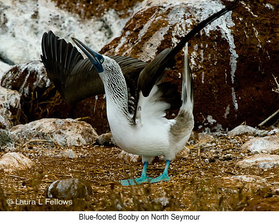 Blue-footed Booby - © James F Wittenberger and Exotic Birding LLC