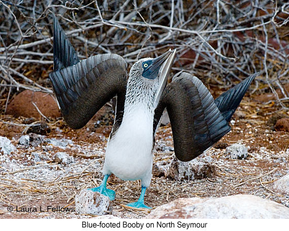 Blue-footed Booby - © James F Wittenberger and Exotic Birding LLC