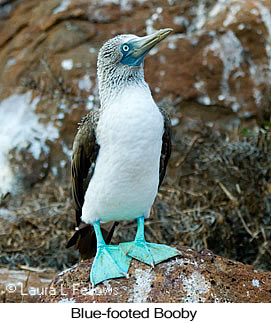 Blue-footed Booby - © Laura L Fellows and Exotic Birding LLC