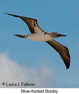 Blue-footed Booby - © Laura L Fellows and Exotic Birding LLC