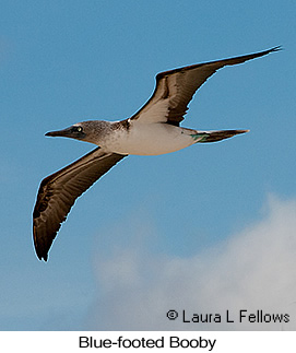 Blue-footed Booby - © Laura L Fellows and Exotic Birding LLC Blue-footed Booby - © Laura L Fellows and Exotic Birding LLC