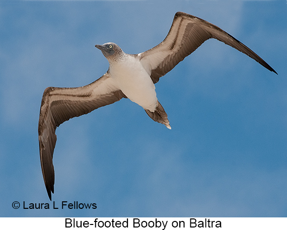 Blue-footed Booby - © James F Wittenberger and Exotic Birding LLC