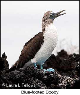 Blue-footed Booby - © Laura L Fellows and Exotic Birding LLC