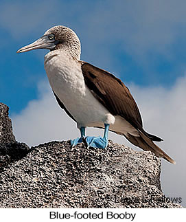 Blue-footed Booby - © Laura L Fellows and Exotic Birding LLC