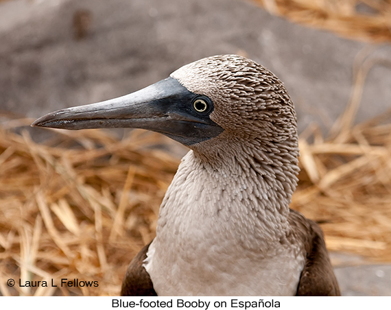 Blue-footed Booby - © James F Wittenberger and Exotic Birding LLC