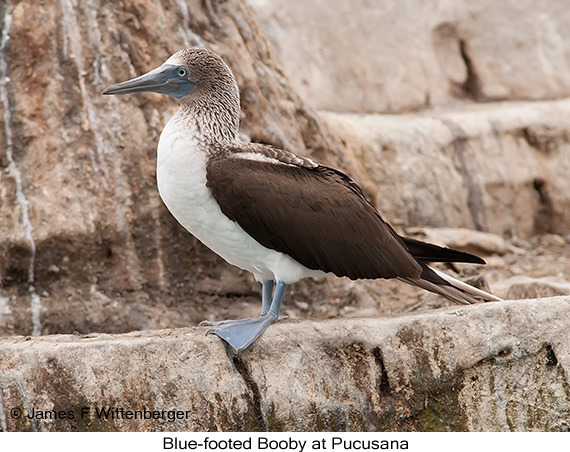 Blue-footed Booby - © James F Wittenberger and Exotic Birding LLC