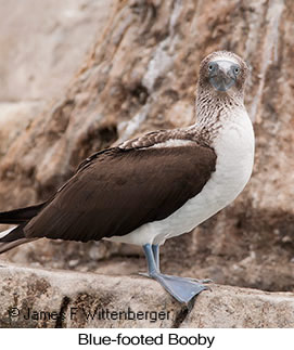 Blue-footed Booby - © James F Wittenberger and Exotic Birding LLC