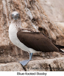 Blue-footed Booby - © James F Wittenberger and Exotic Birding LLC