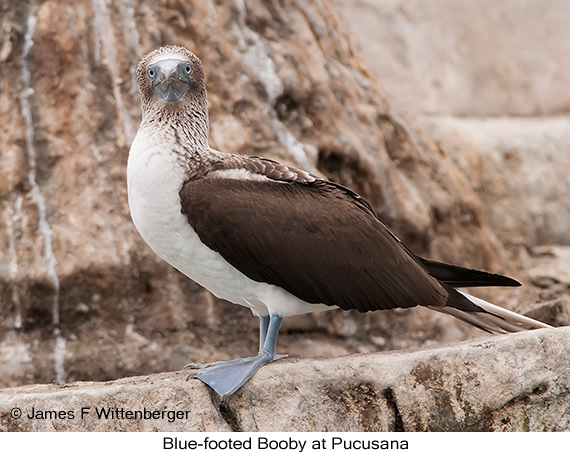 Blue-footed Booby - © James F Wittenberger and Exotic Birding LLC