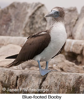 Blue-footed Booby - © James F Wittenberger and Exotic Birding LLC