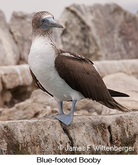 Blue-footed Booby - © James F Wittenberger and Exotic Birding LLC