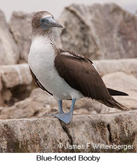 Blue-footed Booby - © James F Wittenberger and Exotic Birding LLC Blue-footed Booby - © James F Wittenberger and Exotic Birding LLC