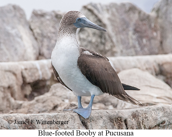 Blue-footed Booby - © James F Wittenberger and Exotic Birding LLC