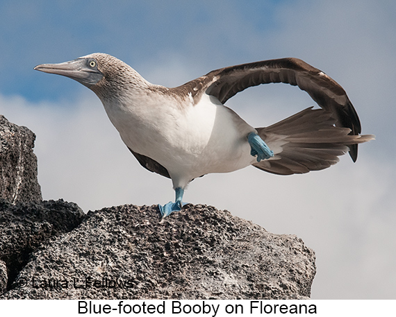 Blue-footed Booby - © The Photographer and Exotic Birding LLC