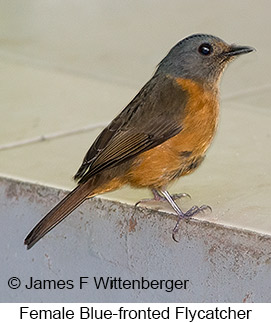 Blue-fronted Flycatcher - © James F Wittenberger and Exotic Birding LLC