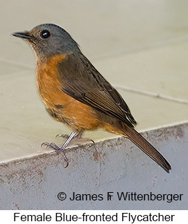 Blue-fronted Flycatcher - © James F Wittenberger and Exotic Birding LLC Blue-fronted Flycatcher - © James F Wittenberger and Exotic Birding LLC