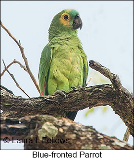 Turquoise-fronted Parrot - © Laura L Fellows and Exotic Birding LLC