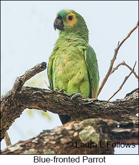 Turquoise-fronted Parrot - © Laura L Fellows and Exotic Birding LLC