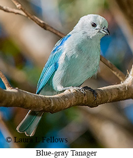 Blue-gray Tanager - © Laura L Fellows and Exotic Birding LLC Blue-gray Tanager - © Laura L Fellows and Exotic Birding LLC