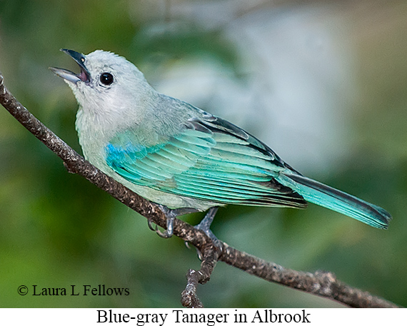 Blue-gray Tanager - © The Photographer and Exotic Birding LLC
