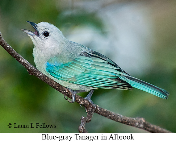 Blue-gray Tanager - © James F Wittenberger and Exotic Birding LLC