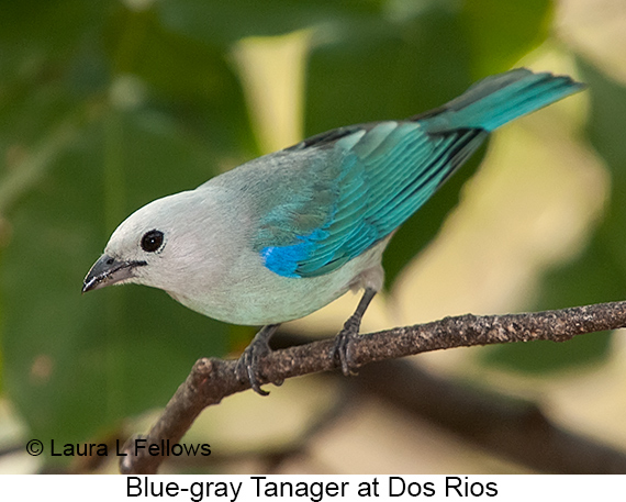 Blue-gray Tanager - © James F Wittenberger and Exotic Birding LLC