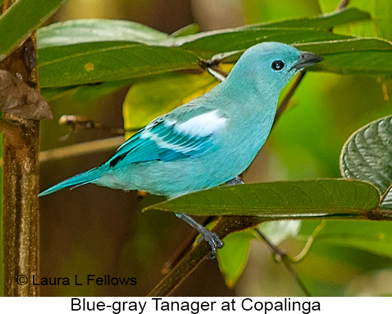 Blue-gray Tanager - © James F Wittenberger and Exotic Birding LLC