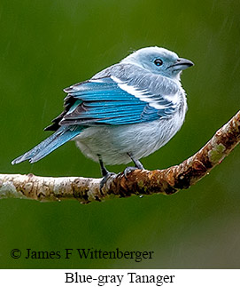 Blue-gray Tanager - © James F Wittenberger and Exotic Birding LLC Blue-gray Tanager - © James F Wittenberger and Exotic Birding LLC