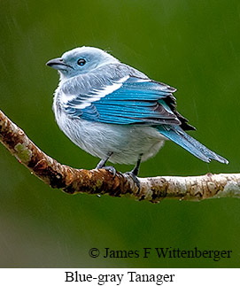 Blue-gray Tanager - © James F Wittenberger and Exotic Birding LLC