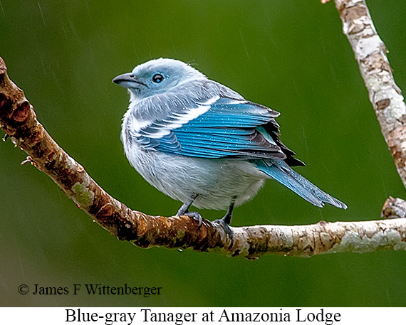 Blue-gray Tanager - © James F Wittenberger and Exotic Birding LLC