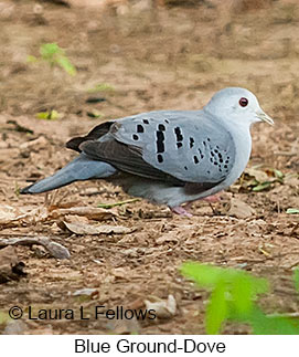 Blue Ground-Dove - © Laura L Fellows and Exotic Birding LLC