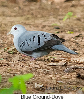 Blue Ground-Dove - &copy; Laura L Fellows and Exotic Birding LLC