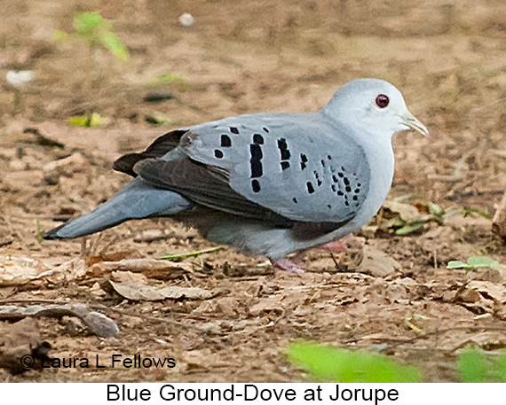 Blue Ground-Dove - © Laura L Fellows and Exotic Birding LLC Blue Ground-Dove - © Laura L Fellows and Exotic Birding LLC