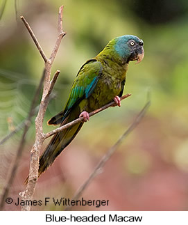 Blue-headed Macaw - © James F Wittenberger and Exotic Birding LLC