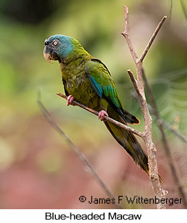 Blue-headed Macaw - © James F Wittenberger and Exotic Birding LLC