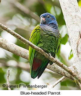 Blue-headed Parrot - © James F Wittenberger and Exotic Birding LLC