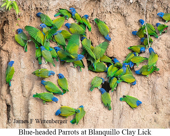 Blue-headed Parrot - © James F Wittenberger and Exotic Birding LLC