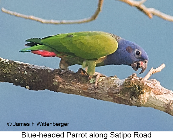 Blue-headed Parrot - © James F Wittenberger and Exotic Birding LLC