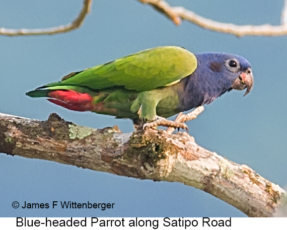 Blue-headed Parrot - © James F Wittenberger and Exotic Birding LLC