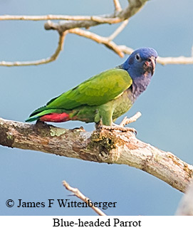 Blue-headed Parrot - © James F Wittenberger and Exotic Birding LLC