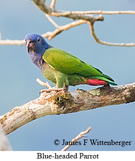 Blue-headed Parrot - © James F Wittenberger and Exotic Birding LLC