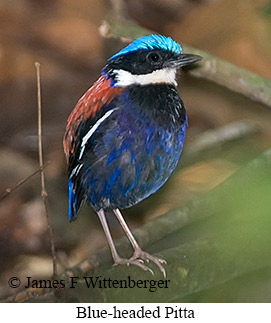 Blue-headed Pitta - © James F Wittenberger and Exotic Birding LLC