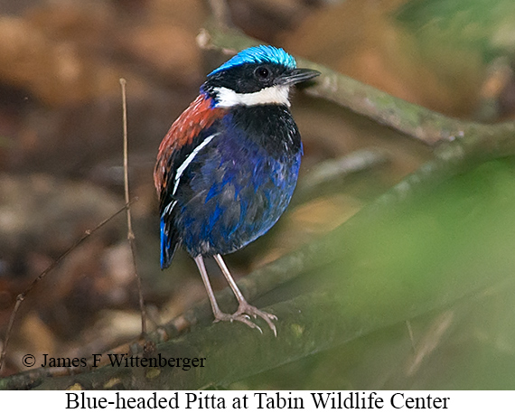 Blue-headed Pitta - © James F Wittenberger and Exotic Birding LLC Blue-headed Pitta - © James F Wittenberger and Exotic Birding LLC