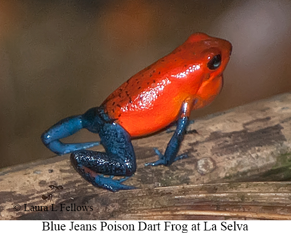Blue-jeans Poison Dart Frog - © The Photographer and Exotic Birding LLC