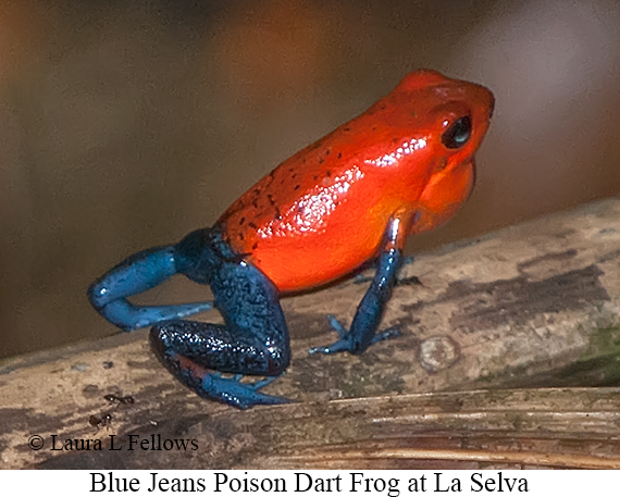 Blue-jeans Poison Dart Frog - © James F Wittenberger and Exotic Birding LLC Blue-jeans Poison Dart Frog - © James F Wittenberger and Exotic Birding LLC